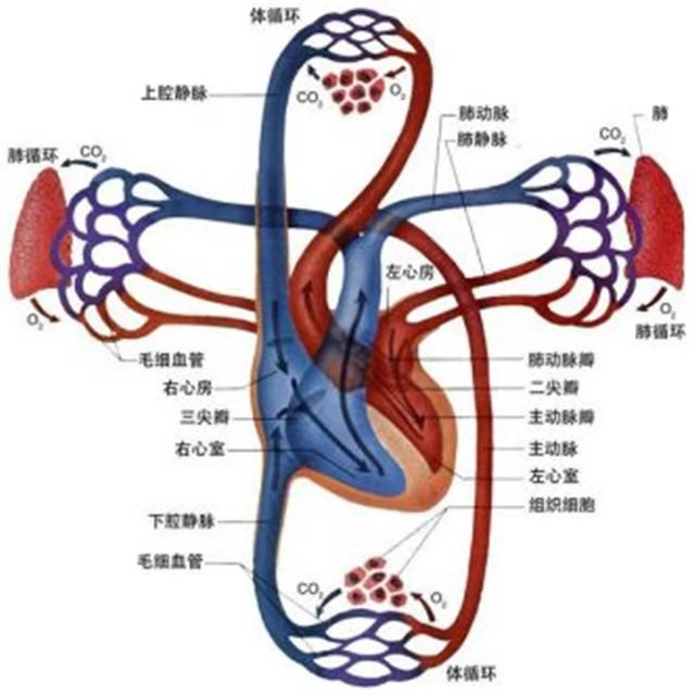 调节血流和血量